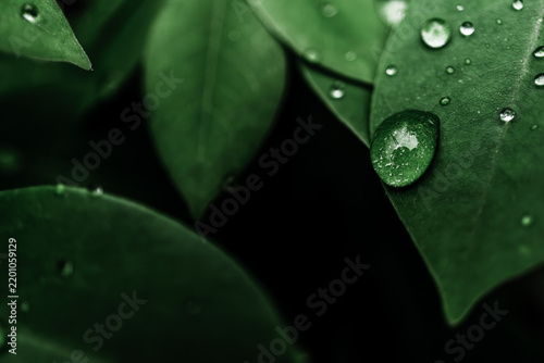 Large water droplet on dark green leaf with copy space