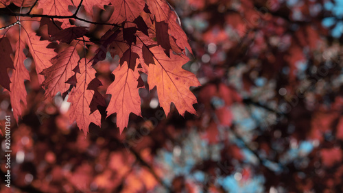 Golden autumn leaves backlit against a clear blue sky with tree silhouettes in soft focus