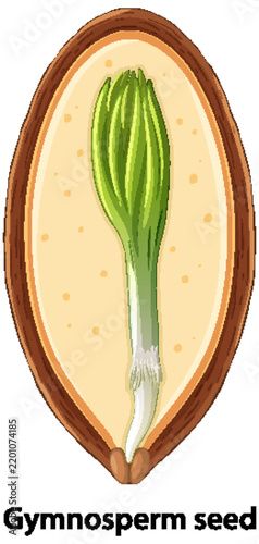 Cross Section Diagram of a Gymnosperm Seed Anatomy Vector Illustration