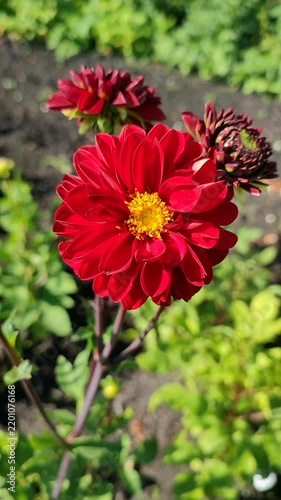 Blooming red flower with yellow stamens. Bright red dahlia blooms on backdrop of green leaves on sunny summer day. Flower garden dahlia blossoming, fully blossomed. Nature. Natural background Vertical