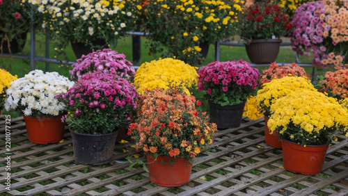 Cuadro en lienzo Colorful potted chrysanthemums displaying autumn flowers at garden center