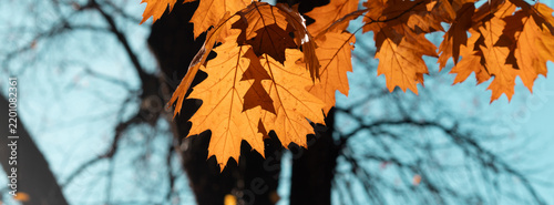 Golden autumn leaves backlit against a clear blue sky with tree silhouettes in soft focus