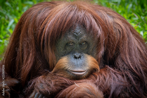 Картината върху платно Close-up portrait of a Sumatran orangutan (Pongo abelii) looking directly at the camera with long reddish-brown fur
