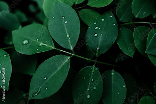 Green leaves covered with water droplets in dark natural background