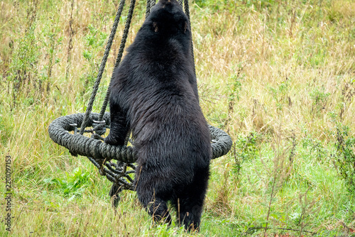 Plakat black bear cub