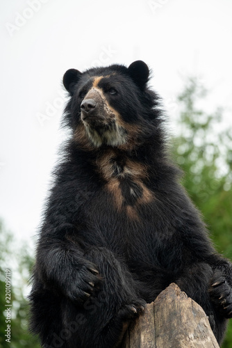Tapety artystyczne black bear cub