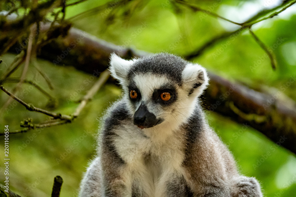 Fototapeta premium ring tailed lemur