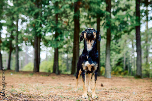 Obraz na płótnie Dog standing on pine needles, looking up with curiosity among tall evergreen tre