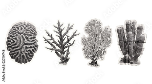 coral , newspaper collage cutout set PNG