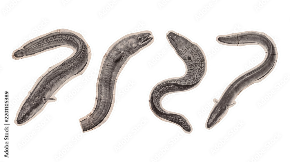 Fototapeta premium eel , newspaper collage cutout set PNG