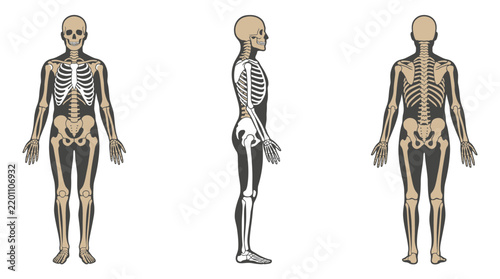 Human Skeleton Anatomy in Front Side and Back Views Vector Illustration
