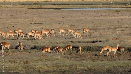 A herd of impala antelopes feeding on the Chobe river floodplain, Chobe National Park, Botswana