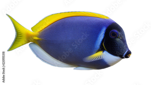 Bild auf Leinwand Vibrant blue and yellow surgeonfish detailed profile, isolated on transparent ba