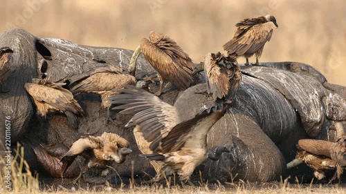 White-backed vultures (Gyps africanus) scavenging on a dead elephant, Kruger National Park, South Africa