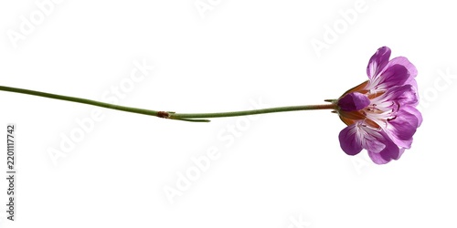 Delicate purple wildflower with slender stem isolated on white background.