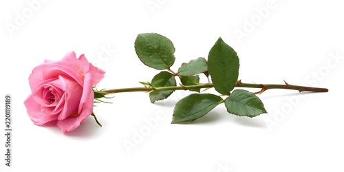 Single pink rose with green leaves and thorny stem isolated on white background
