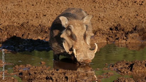 A warthog (Phacochoerus africanus) drinking at a muddy waterhole, Mokala National Park, South Africa
