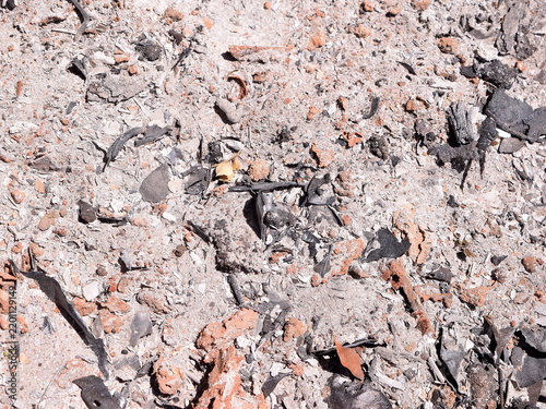 Charred Plant Debris Covered in Ash