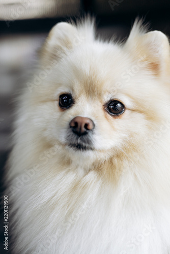 Small adorable pomeranian dog with fluffy white and tan fur, featuring bright eyes and a sweet expression