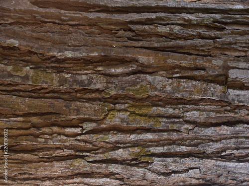 Weathered Tree Bark Texture