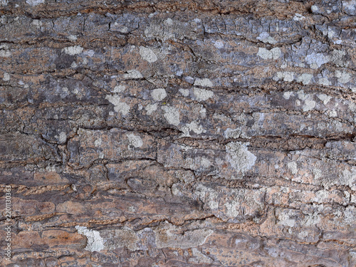 Weathered Tree Bark Texture