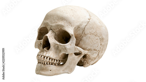 Bild auf Leinwand Detailed human skull anatomy model with realistic bone texture