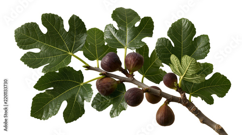 Fresh ripe purple figs on a leafy green branch