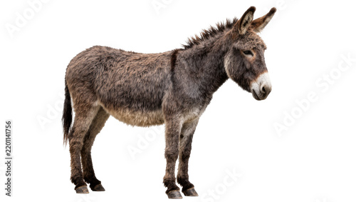 Fotografie Gray donkey with shaggy fur standing, isolated on transparent background