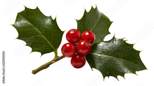 Glossy green holly leaves with bright red berries on a woody stem