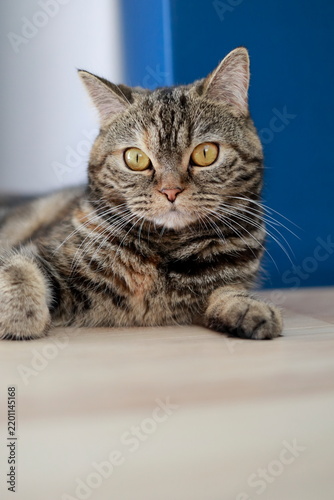 Fototapeta Front Facing Tabby Cat Lying Down with Paws Forward