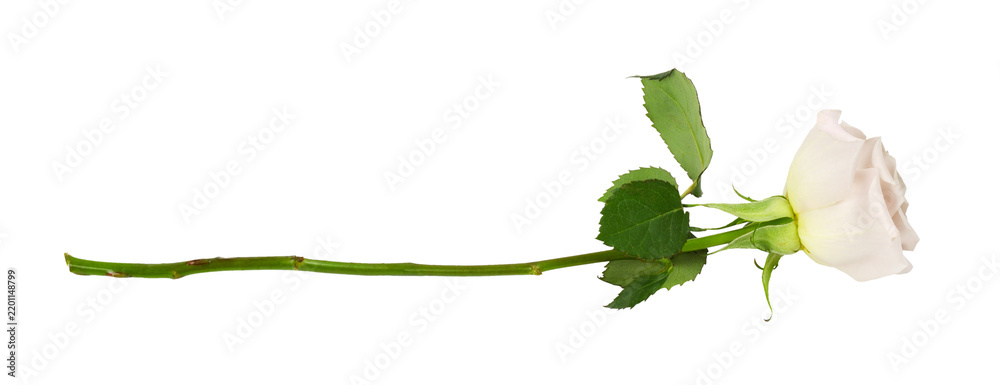 Fototapeta premium Lying cream rose flower isolated on white or transparent background. Profile view.
