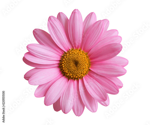 Beautiful single pink daisy flower with a bright yellow center isolated on a white background for spring floral design and nature greeting card projects