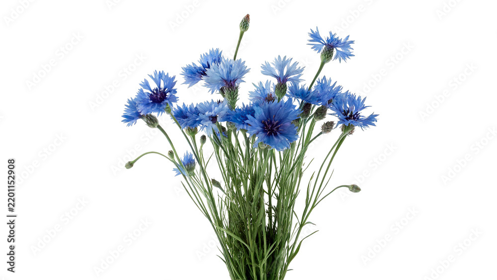 Obraz premium Bunch of fresh wild blue cornflowers isolated on transparent background