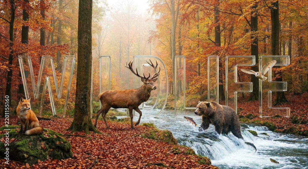 Fototapeta premium Autumn forest landscape featuring red fox, elk, brown bear and owl near flowing river, translucent large letters spelling wildlife. Nature conservation, ecology, seasonal scenery.