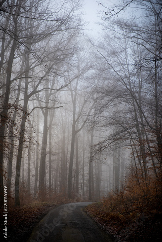 Petite route forestière sinueuse traversant une forêt de feuillus enveloppée dans le brouillard en automne.