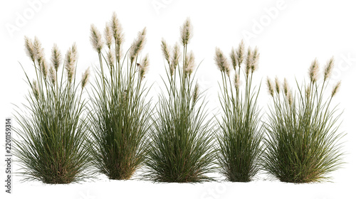 Obraz na plátne Clump of ornamental fountain grass with fluffy white feathery plumes