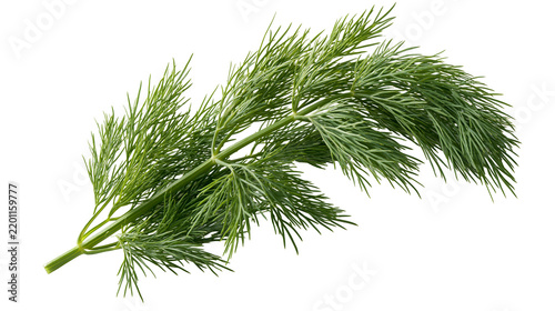 Obraz na plátne Fresh green dill herb sprig with feathery leaves