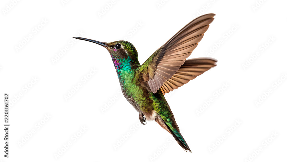 Fototapeta premium Small colorful hummingbird bird flying in flight isolated on transparent background
