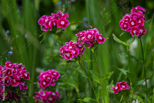 Принти на полотні A close-up shot of vibrant magenta and pink sweet william (Dianthus barbatus) fl