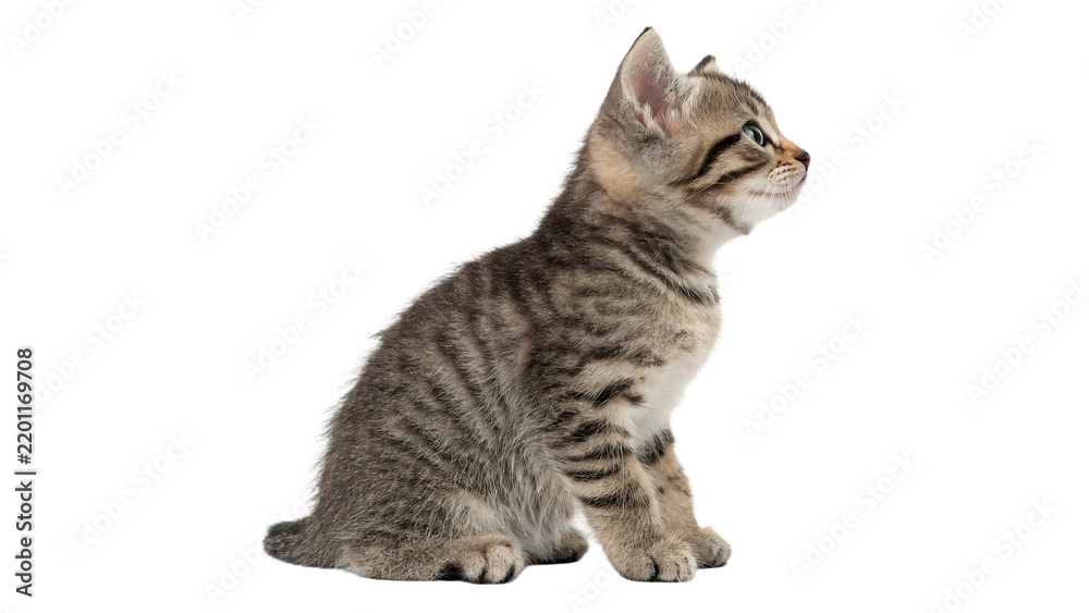 Fototapeta premium Cute small grey fluffy tabby kitten sitting isolated on transparent background