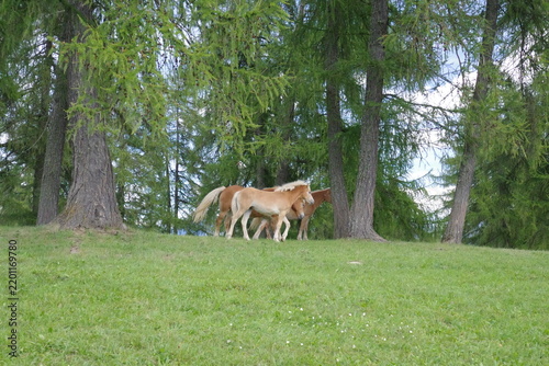 white tailed deer,haflinger,Pferde,salten,Südtirol 