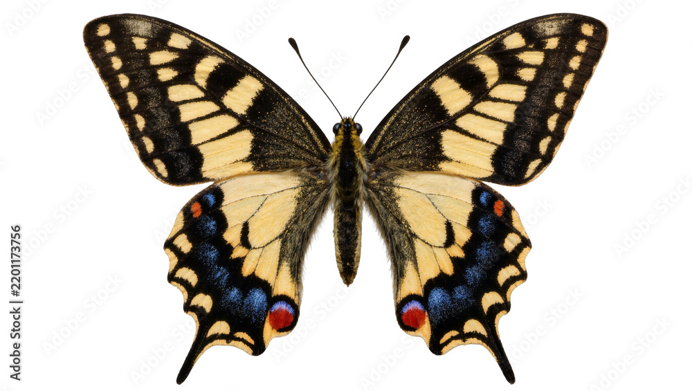 Obraz premium Detailed Old World Swallowtail butterfly with yellow black and blue markings, isolated on transparent background