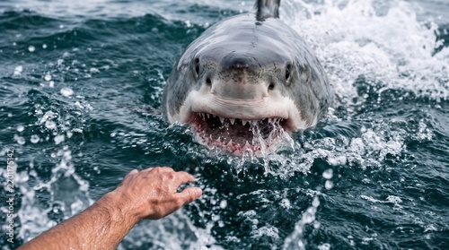 Great white shark swimming aggressively near the surface with a human hand reaching out. Perfect for adventure travel articles, wildlife documentaries, and extreme sports banners.