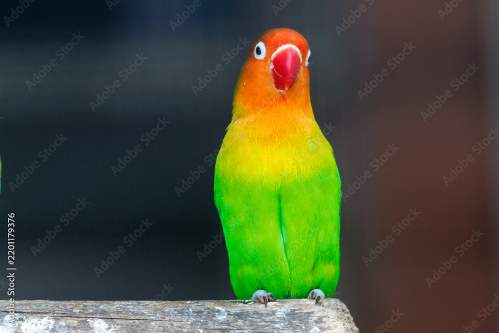 Obraz premium Vibrant green and orange parrot perches on wooden surface