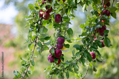 Arbre fruitier