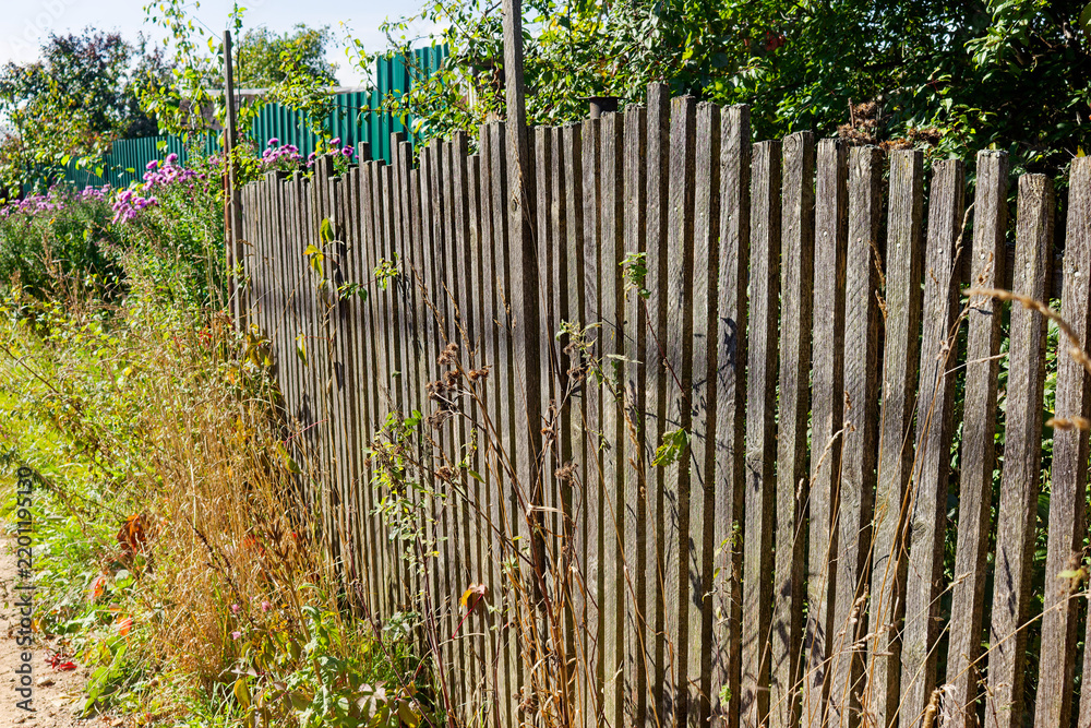 Obraz premium Weathered wooden picket fence borders a wild overgrown garden with dry grasses and blooming purple flowers on a sunny summer day in the countryside village landscape