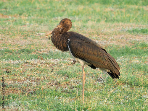 Juvenile Black Stork (Ciconia n) resting during autumn migration in Eastern Europe