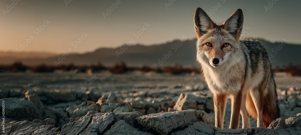 Obraz premium Gray and tawny fox among broken earth at dusk