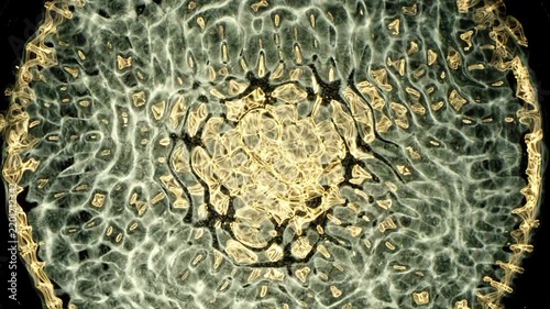 Cymatics wave patterns created by sound frequencies in liquid, forming complex symmetrical golden structures and concentric ripples on a dark background.