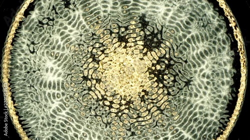 Cymatics wave patterns created by sound frequencies in liquid, forming complex symmetrical golden structures and concentric ripples on a dark background.